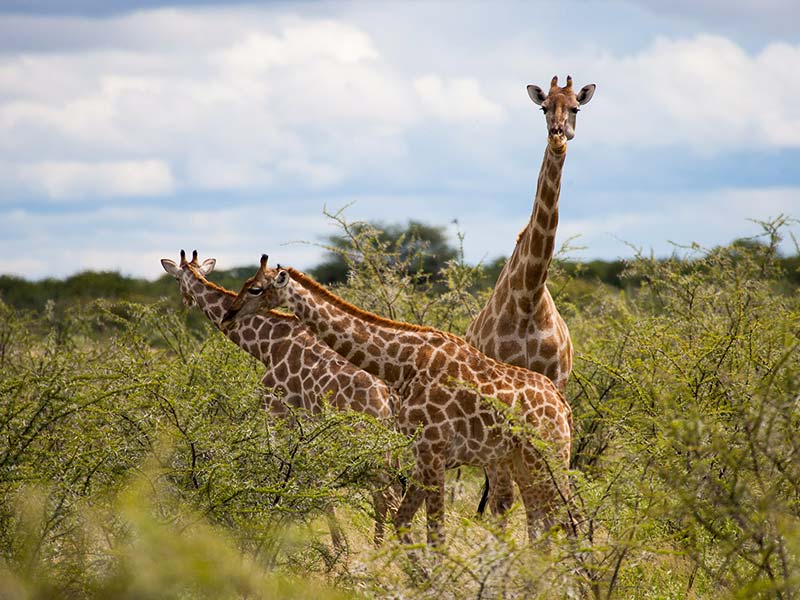 Huurvoorwaarden 4x4 Autohuur in Namibië