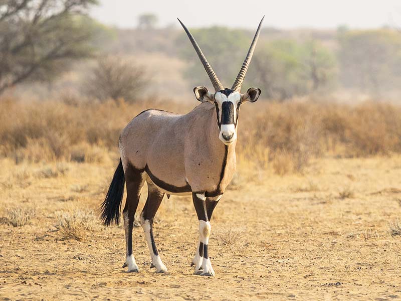 Tarieven-Autohuur-Namibië-Asco-Car-Hire