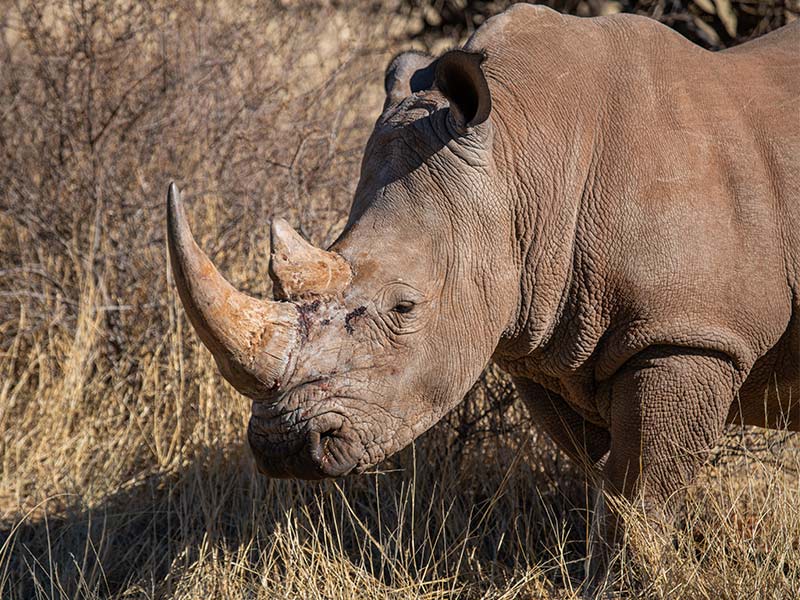 Buchen Sie Extras Zu Ihrem 4×4 Mietwagen in Namibia