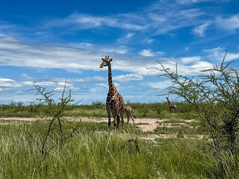 asco-car-hire-namibia-guarantee-scheme-and-emergency-fund