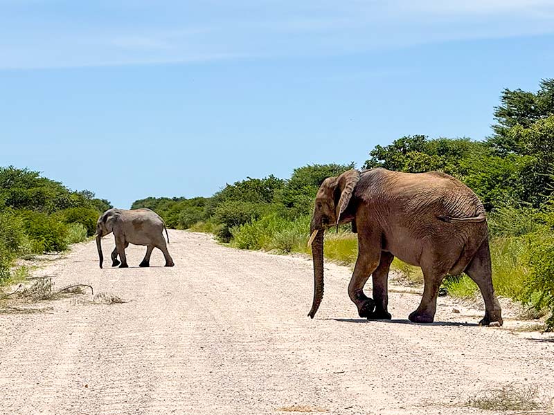 asco-car-hire-namibia-guarantee-scheme-and-emergency-fund