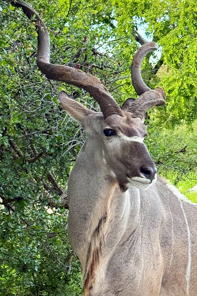 asco-car-hire-namibia-guarantee-scheme-and-emergency-fund