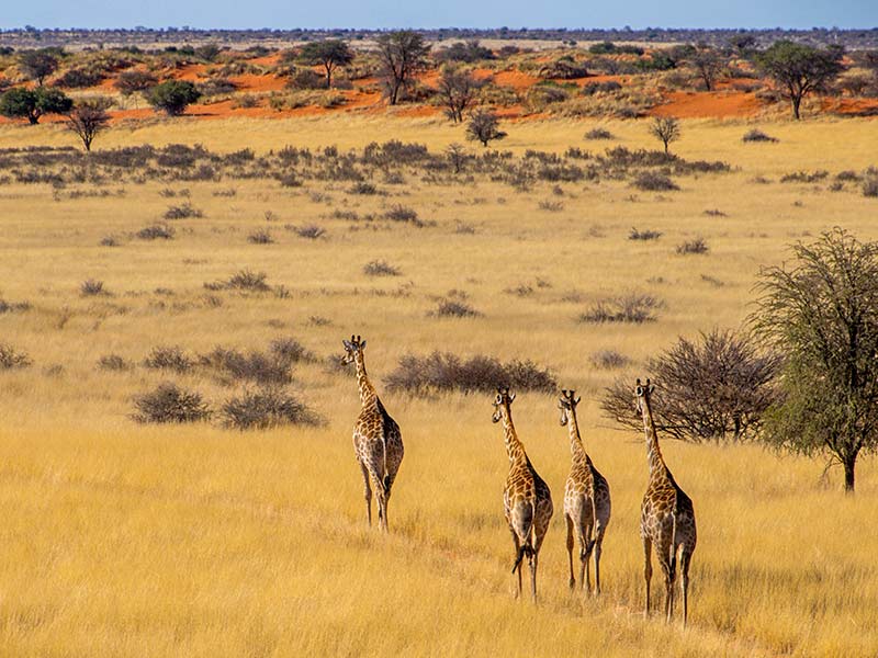 Autoversicherung für 4x4 Mietwagen-Namibia